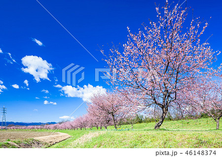 北浅羽の安行寒桜 北浅羽の安行寒桜 46148374