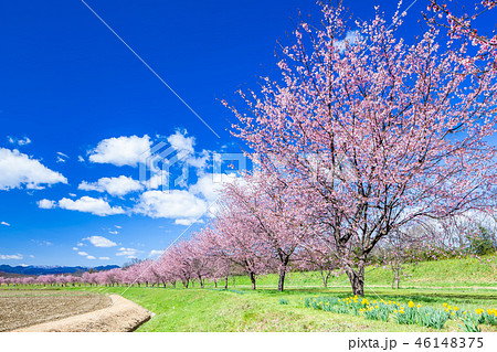 北浅羽の安行寒桜 北浅羽の安行寒桜 46148375