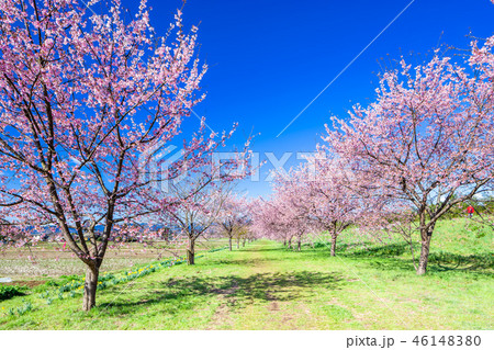 北浅羽の安行寒桜 46148380