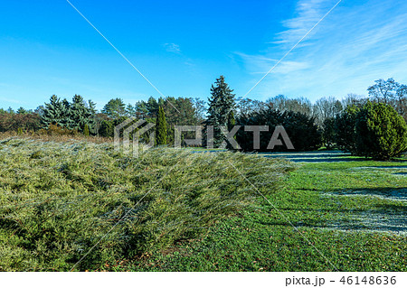 Frost with dew drops on the green leaves grass. Frost with dew drops on the green leaves grass. 46148636