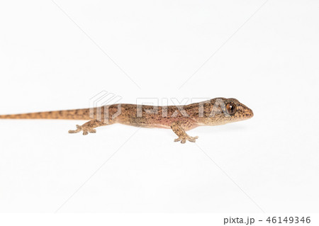The small Comon House Gecko 46149346