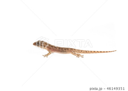 The small Comon House Gecko The small Comon House Gecko 46149351
