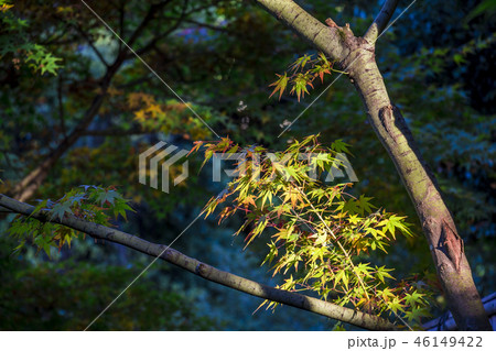 愛知県 名古屋市 徳川園の紅葉 愛知県 名古屋市 徳川園の紅葉 46149422