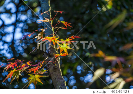 愛知県 名古屋市 徳川園の紅葉 愛知県 名古屋市 徳川園の紅葉 46149423