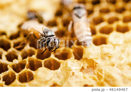 Working bee in a honeycomb. 46149467