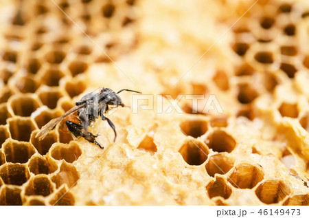 Working bee in a honeycomb. Working bee in a honeycomb. 46149473
