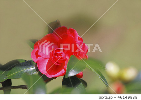 山茶花 山茶花 46149838