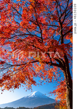 《山梨県》日本の秋・富士山と紅葉 46150109