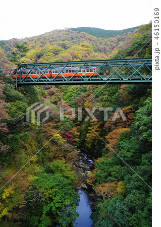 11月　箱根104紅葉の早川橋梁(出山の鉄橋)箱根登山電車 46150169