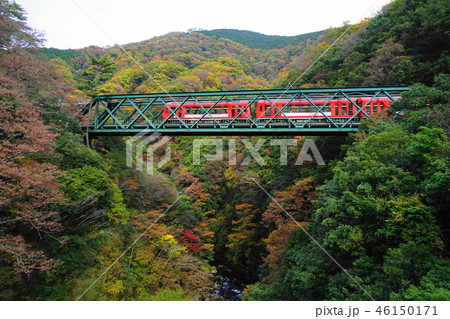 11月　箱根102紅葉の早川橋梁(出山の鉄橋)箱根登山電車 46150171