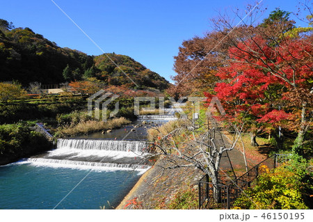 11月　箱根78宮城野早川堤の紅葉 46150195