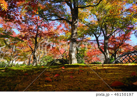 11月　箱根76箱根美術館の紅葉 46150197