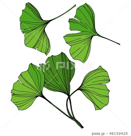 Vector Isolated ginkgo illustration element. Green leaf. Plant botanical garden floral foliage Vector Isolated ginkgo illustration element. Green leaf. Plant botanical garden floral foliage 46150420