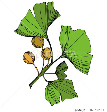 Vector Isolated ginkgo illustration element. Green leaf. Plant botanical garden floral foliage 46150434