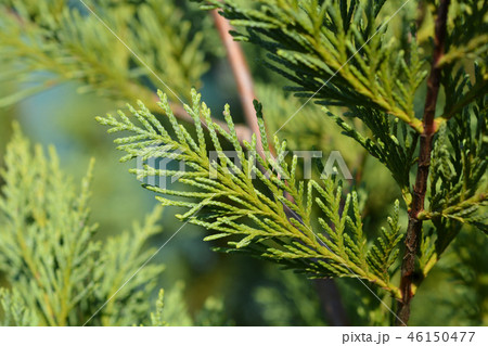 Leyland cypress 46150477