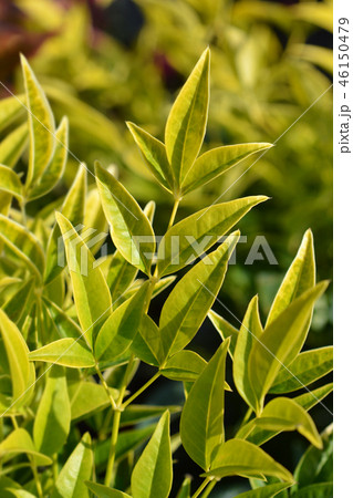 Sacred bamboo 46150479