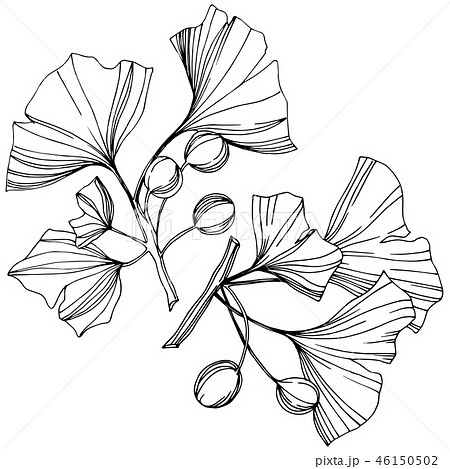 Vector Isolated ginkgo illustration element. Leaf plant botanical garden foliage. Black and white Vector Isolated ginkgo illustration element. Leaf plant botanical garden foliage. Black and white 46150502