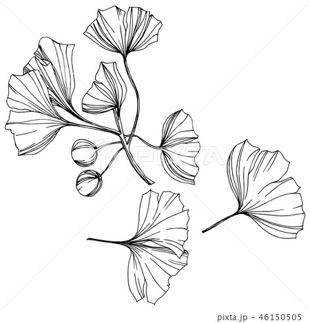 Vector Isolated ginkgo illustration element. Leaf plant botanical garden foliage. Black and white Vector Isolated ginkgo illustration element. Leaf plant botanical garden foliage. Black and white 46150505