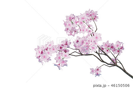 桜　イメージ 46150506