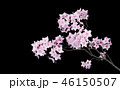 桜　イメージ 46150507