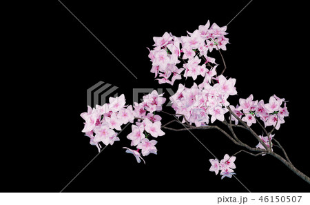 桜 イメージ 桜 イメージ 46150507