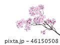 桜　イメージ　アルファチャンネル 46150508