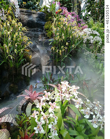 オンシジウム 群雀蘭 白い花 植物 Oncidium White Flower オンシジウム 群雀蘭 白い花 植物 Oncidium White Flower 46150534