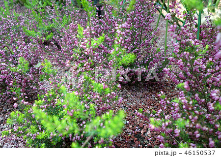 エリカ 紫 花 Erica purple flowerの写真素材 [46150537] - PIXTA