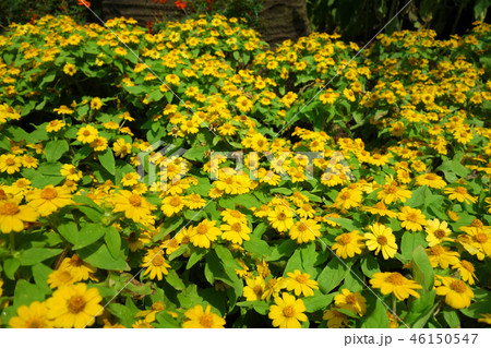 メランポディウム 黄色い花 ガーデニング Melampodium Yellow flower 46150547