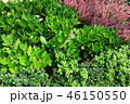 植物 緑 ピンクの花 Green leaf and Pink Flower 46150550