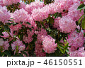 シャクナゲ ピンクの花 ガーデニング Rhododendron Pink flower 46150551