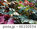 緑の葉 赤い葉 ガーデニング Green leaf and Red leaf Gardening 46150554