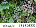 緑の壁 葉っぱ ガーデニング Green leaf Gardening 46150555