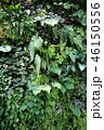 緑の壁 葉っぱ ガーデニング Green leaf Gardening 46150556