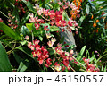 オンシジウム 赤い花 ガーデニング Oncidium Red flower 46150557