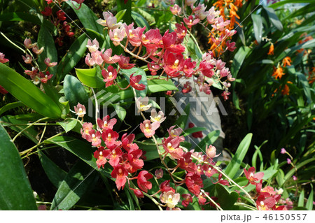 オンシジウム 赤い花 ガーデニング Oncidium Red flower オンシジウム 赤い花 ガーデニング Oncidium Red flower 46150557