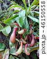 ウツボカズラ 食虫植物 緑 Nepenthes rafflesiana Jack Green 46150558