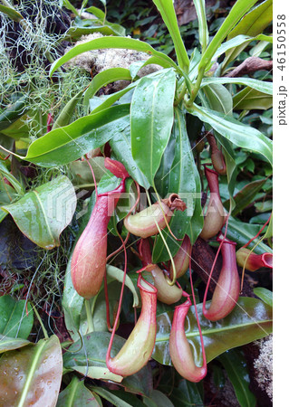 ウツボカズラ 食虫植物 緑 Nepenthes rafflesiana Jack Green 46150558