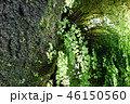 新緑 木の幹 自然 Green Tree Nature 46150560