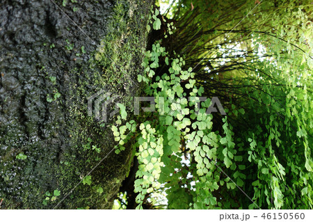 新緑 木の幹 自然 Green Tree Nature 新緑 木の幹 自然 Green Tree Nature 46150560