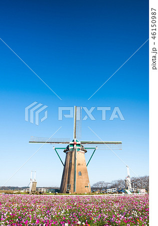 佐倉ふるさと広場 コスモスと風車 (千葉県佐倉市 ) ※2018年10月撮影 佐倉ふるさと広場 コスモスと風車 (千葉県佐倉市 ) ※2018年10月撮影 46150987