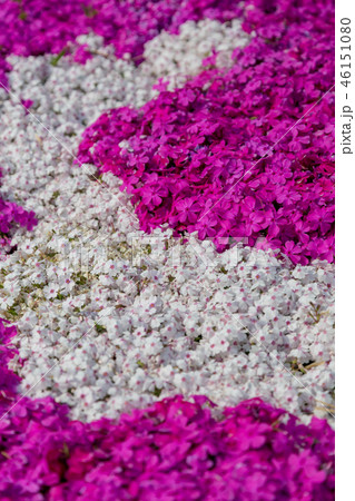 芝桜 46151080