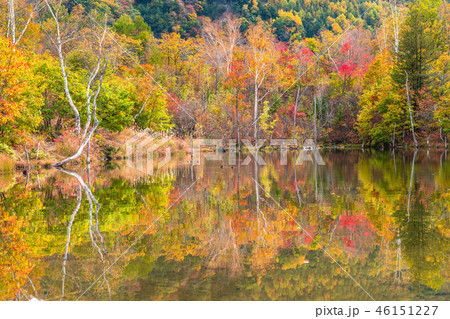 《長野県》乗鞍高原・まいめの池《秋》 46151227