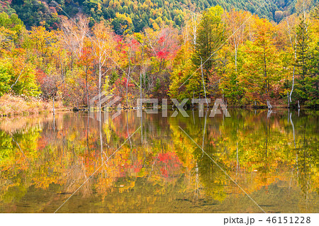 《長野県》乗鞍高原・まいめの池《秋》 46151228