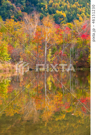 《長野県》乗鞍高原・まいめの池《秋》 《長野県》乗鞍高原・まいめの池《秋》 46151230