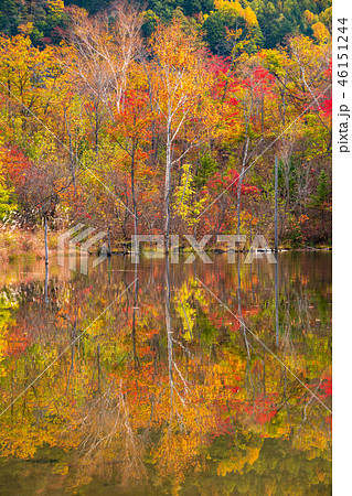 《長野県》乗鞍高原・まいめの池《秋》 46151244