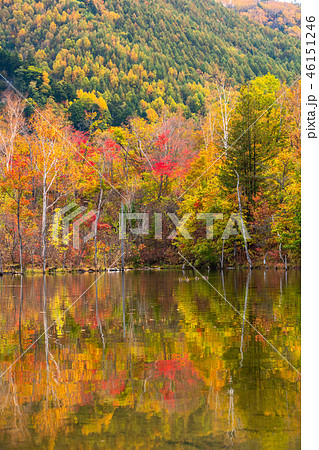 《長野県》乗鞍高原・まいめの池《秋》 46151246