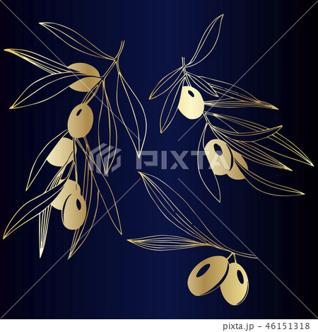 Vector Golden olive branch. Plant botanical foliage. Golden engraved ink art. Isolated olive 46151318