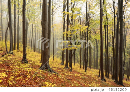 Autumn beech forest in the fog Autumn beech forest in the fog 46152209