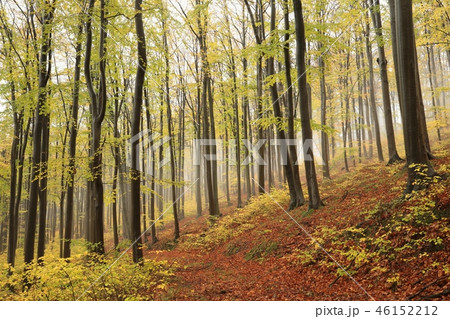 Path through an autumn beech forest 46152212